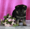 AKC Registered German Shepherd For Sale Millersburg OH Female-Bridget