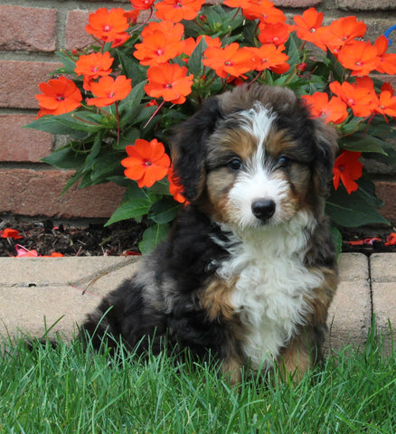 Bernedoodle For Sale Millersburg OH Male-Bruno