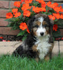 Bernedoodle For Sale Millersburg OH Male-Bruno