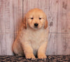 AKC Registered Golden Retriever For Sale Fredericksburg, OH Male- Rusty
