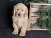 AKC Registered Golden Retriever For Sale Millersburg, OH Male- Ace