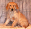 AKC Registered Golden Retriever For Sale Fredericksburg OH Male-Bozo