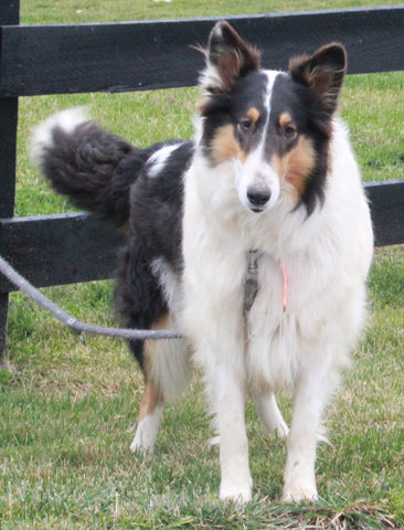 Collie Lassie For Sale Fredericksburg OH Female-Roxie