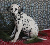 Dalmation For Sale Millersburg OH Female-Margaret