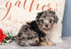 ACA Registered Miniature Poodle For Sale Fredericksburg, OH Female- Bailey