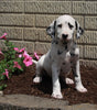 AKC Registered Dalmatian For Sale Holmesville OH Female-Sky