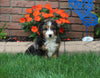 Bernedoodle For Sale Millersburg OH Male-Bruno