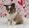 ACA Registered Shetland Sheepdog For Sale Baltic OH Male-Ricky