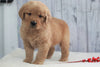 AKC Registered Golden Retriever For Sale Millersburg, OH Male- Ricky