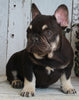 AKC Registered French Bulldog For Sale Millersburg OH -Female Macey