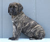 English Mastiff For Sale Fredericksburg, OH Female- Kyra