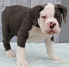 OIEBA Registered Olde English Bulldog For Sale Adamsville, OH Male- Boss Hog