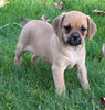 Puggle For Sale Sugarcreek OH Female-Reese