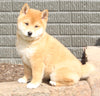 AKC Registered Shiba Inu For Sale Millersburg OH Female-Kelly
