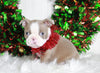 AKC Registered Boston Terrier For Sale Wooster, OH Female- Paige