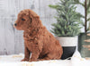 AKC Registered Moyen Poodle For Sale Dundee, OH Female- Harper