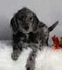 F1B Medium Labradoodle For Sale Millersburg OH Female-Florence