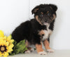 Mini Australian Shepherd For Sale Wooster Ohio Max