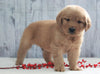 AKC Registered Golden Retriever For Sale Millersburg, OH Male- Ricky