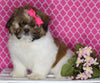 ACA Registered Shih Tzu For Sale Millersburg OH Female-Holly- Currently House Training!