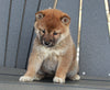AKC Registered Shiba Inu For Sale Millersburg, OH Female- Abby