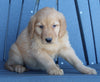 AKC Registered Golden Retriever For Sale Millersburg OH Female-Candy