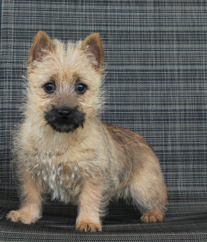 AKC Registered Cairn Terrier For Sale Millersburg OH Female-Tara