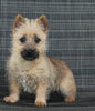 AKC Registered Cairn Terrier For Sale Millersburg OH Female-Tara