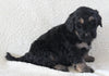 Bernedoodle For Sale Dundee OH Male-Toby