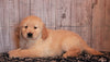 AKC Registered Golden Retriever For Sale Fredericksburg, OH Male- Rusty