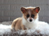 ACA Registered Pembroke Welsh Corgi For Sale Millersburg, OH Female- Twinkle