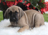 AKC Registered Great Dane Apple Creek OH Female-Nicole