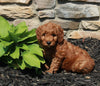 Mini Goldendoodle For Sale Sugarcreek OH Female-Remi