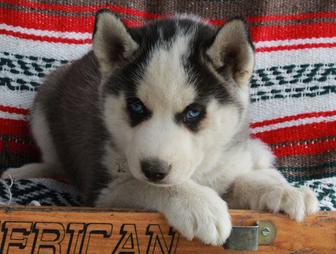 Siberian Husky For Sale Fredericksburg OH-Male Henry