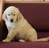 AKC Registered Golden Retriever For Sale Brinkhaven OH Male-Rex