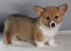 ACA Registered Pembroke Welsh Corgi For Sale Millersburg OH Male-Nicholas