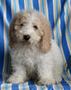F1BB Mini Labradoodle For Sale Millersburg OH Male-Easton