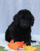 Medium F1B Labradoodle For Sale Millersburg OH Female-Hailey