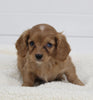 Cavapoo For Sale Fresno OH Female-Cutie