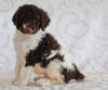 AKC Registered Standard Poodle For Sale Sugarcreek OH Female-Tabatha