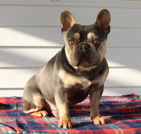 French Bulldog For Sale Millersburg OH Male-Toby