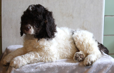 AKC Registered Standard Poodle For Sale Millersburg OH Male-Rolo
