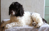 AKC Registered Standard Poodle For Sale Millersburg OH Male-Rolo