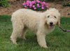 Medium F1BB Goldendoodle For Sale Millersburg OH Male-Drew