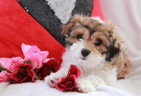 Cavachon For Sale Applecreek OH Female-Molly