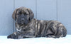 English Mastiff For Sale Fredericksburg, OH Female- Kyra
