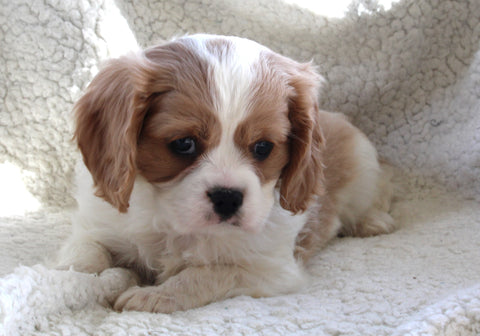 Cavachon For Sale Applecreek OH Male-Charlie