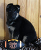 AKC Registered German Shepherd For Sale Millersburg OH Male-Mac