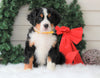 AKC Registered Bernese Mountain Dog For Sale Sugarcreek, OH Male- Rudolph