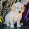 F1B Medium Labradoodle For Sale Millersburg OH Male-Flynn